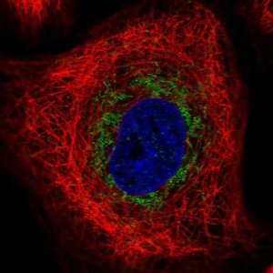 Anti-TRAM1L1 antibody produced in rabbit 
