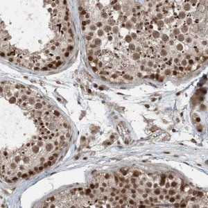 Anti-TRAPPC12 antibody produced in rabbit 