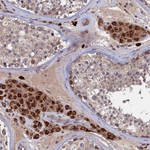 Anti-TRAPPC2L antibody produced in rabbit HPA041714-100UL