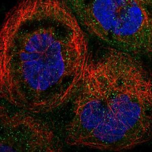 Anti-TRAPPC2L antibody produced in rabbit HPA041714-100UL