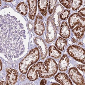 Anti-TRAPPC4 antibody produced in rabbit 