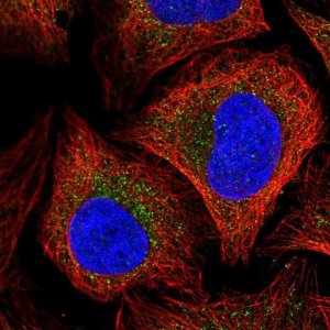 Anti-TRAPPC4 antibody produced in rabbit 