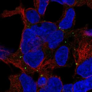 Anti-TRAPPC5 antibody produced in rabbit 