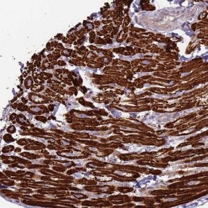 Anti-TRAPPC6B antibody produced in rabbit 