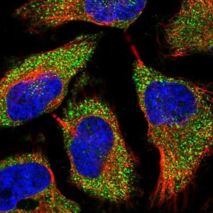 Anti-TREX1 antibody produced in rabbit 