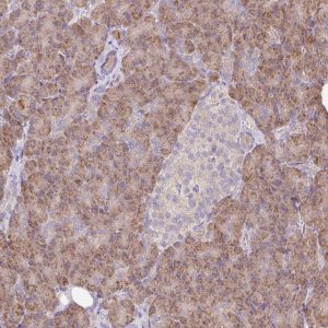 Anti-TRIAP1 antibody produced in rabbit 