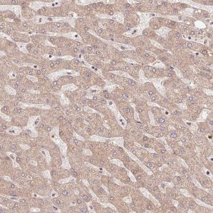 Anti-TRIAP1 antibody produced in rabbit 