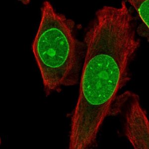 Anti-TRIB3 antibody produced in rabbit 