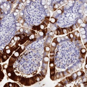 Anti-TRIM10 antibody produced in rabbit 