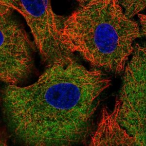 Anti-TRIM16 antibody produced in rabbit 