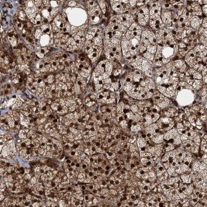 Anti-TRIM23 antibody produced in rabbit 