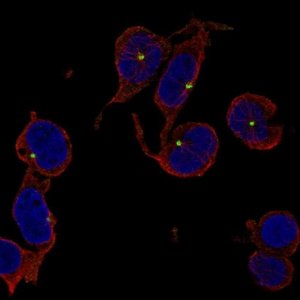 Anti-TRIM34 antibody produced in rabbit 