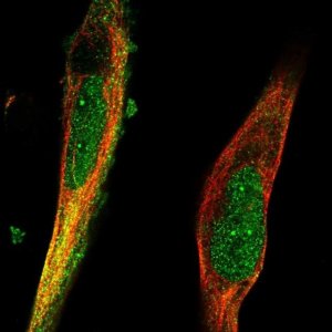 Anti-TRIM36 antibody produced in rabbit 