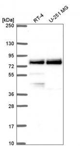 Anti-TRIM36 antibody produced in rabbit 