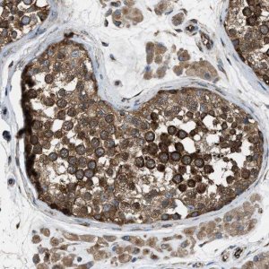 Anti-TRPC1 antibody produced in rabbit 