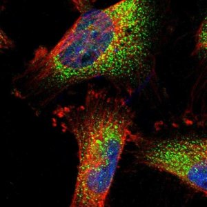 Anti-TRPC1 antibody produced in rabbit 
