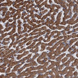 Anti-TRPT1 antibody produced in rabbit 