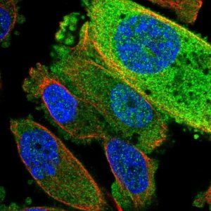 Anti-TRUB2 antibody produced in rabbit 