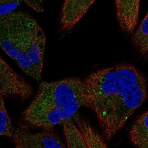 Anti-TSC1 antibody produced in rabbit 