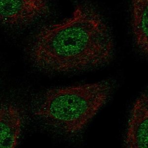 Anti-TSC22D1 antibody produced in rabbit 