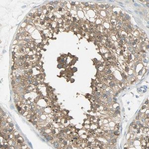 Anti-TSC22D2 antibody produced in rabbit 