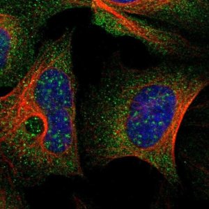 Anti-TSC22D3 antibody produced in rabbit 