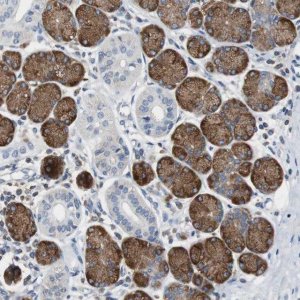 Anti-TSC22D4 antibody produced in rabbit 