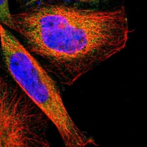 Anti-TSC22D4 antibody produced in rabbit 