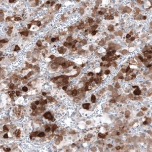 Anti-TSHB antibody produced in rabbit 