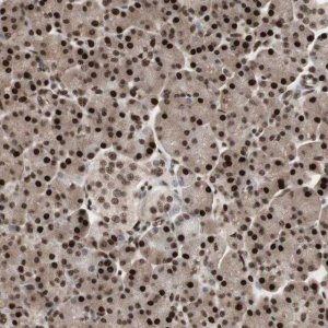 Anti-TSHZ1 antibody produced in rabbit HPA006982-100UL