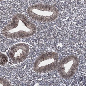 Anti-TSHZ2 antibody produced in rabbit 