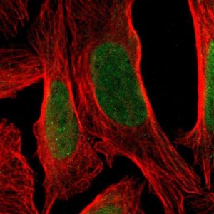 Anti-TSHZ3 antibody produced in rabbit 