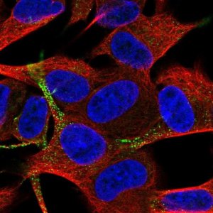 Anti-TSPAN11 antibody produced in rabbit 