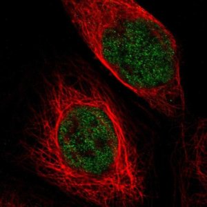 Anti-TSPAN2 antibody produced in rabbit 