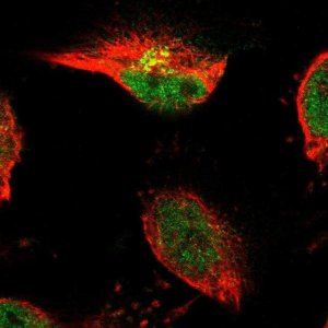 Anti-TSPAN3 antibody produced in rabbit 