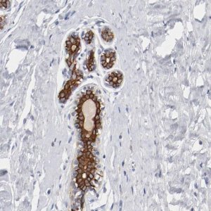 Anti-TSPAN6 antibody produced in rabbit 