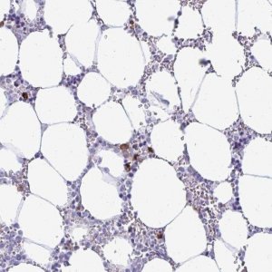 Anti-TSPEAR antibody produced in rabbit 
