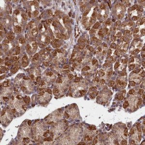 Anti-TSPYL4 antibody produced in rabbit 