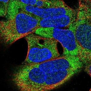 Anti-TSR3 antibody produced in rabbit 