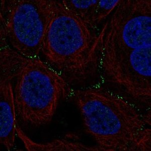 Anti-TSSK4 antibody produced in rabbit 