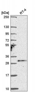 Anti-TSSK4 antibody produced in rabbit 
