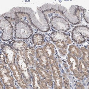 Anti-TSTD1 antibody produced in rabbit 