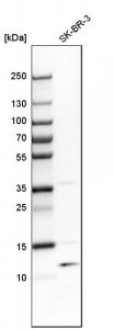 Anti-TSTD1 antibody produced in rabbit 