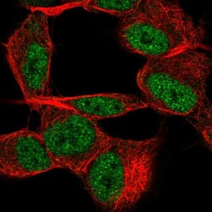 Anti-TSTD2 antibody produced in rabbit 