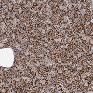 Anti-TTC27 antibody produced in rabbit 