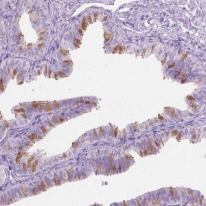 Anti-TTC29 antibody produced in rabbit 