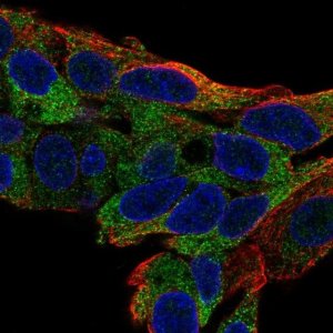 Anti-TTC39B antibody produced in rabbit 