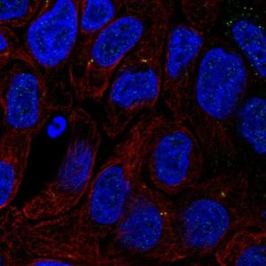 Anti-TTC6 antibody produced in rabbit 