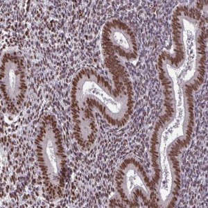 Anti-TTF1 antibody produced in rabbit 