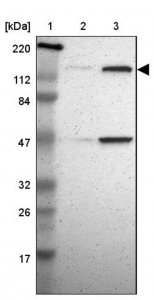Anti-TTF2 antibody produced in rabbit HPA005776-100UL